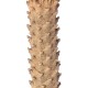 GloboStar® Artificial Garden CYCADS 20023 Τεχνητό Διακοσμητικό Φυτό Αρωματική Κύκας Υ140cm