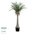 GloboStar® Artificial Garden BEAUCARNEA PALM TREE 20046 Τεχνητό Διακοσμητικό Φυτό Κυρτόφυλλος Μπουκαρνέα Υ165cm GloboStar® Artificial Garden BEAUCARNEA PALM TREE 20046 Τεχνητό Διακοσμητικό Φυτό Κυρτόφυλλος Μπουκαρνέα Υ165cm