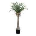GloboStar® Artificial Garden BEAUCARNEA PALM TREE 20046 Τεχνητό Διακοσμητικό Φυτό Κυρτόφυλλος Μπουκαρνέα Υ165cm GloboStar® Artificial Garden BEAUCARNEA PALM TREE 20046 Τεχνητό Διακοσμητικό Φυτό Κυρτόφυλλος Μπουκαρνέα Υ165cm