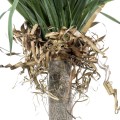 GloboStar® Artificial Garden BEAUCARNEA PALM TREE 20046 Τεχνητό Διακοσμητικό Φυτό Κυρτόφυλλος Μπουκαρνέα Υ165cm GloboStar® Artificial Garden BEAUCARNEA PALM TREE 20046 Τεχνητό Διακοσμητικό Φυτό Κυρτόφυλλος Μπουκαρνέα Υ165cm