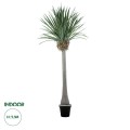 GloboStar® Artificial Garden BEAUCARNEA PALM TREE 20048 Τεχνητό Διακοσμητικό Φυτό Κυρτόφυλλος Μπουκαρνέα Υ250cm GloboStar® Artificial Garden BEAUCARNEA PALM TREE 20048 Τεχνητό Διακοσμητικό Φυτό Κυρτόφυλλος Μπουκαρνέα Υ250cm