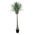 GloboStar® Artificial Garden BEAUCARNEA PALM TREE 20048 Τεχνητό Διακοσμητικό Φυτό Κυρτόφυλλος Μπουκαρνέα Υ250cm GloboStar® Artificial Garden BEAUCARNEA PALM TREE 20048 Τεχνητό Διακοσμητικό Φυτό Κυρτόφυλλος Μπουκαρνέα Υ250cm