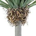 GloboStar® Artificial Garden BEAUCARNEA PALM TREE 20048 Τεχνητό Διακοσμητικό Φυτό Κυρτόφυλλος Μπουκαρνέα Υ250cm GloboStar® Artificial Garden BEAUCARNEA PALM TREE 20048 Τεχνητό Διακοσμητικό Φυτό Κυρτόφυλλος Μπουκαρνέα Υ250cm