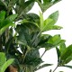 GloboStar® Artificial Garden FORTUNE GUIANA TREE 20056 Τεχνητό Διακοσμητικό Φυτό Καστανιά του Μαλαμπάρ Υ160cm GloboStar® Artificial Garden FORTUNE GUIANA TREE 20056 Τεχνητό Διακοσμητικό Φυτό Καστανιά του Μαλαμπάρ Υ160cm