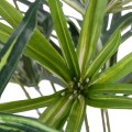 GloboStar® Artificial Garden BROADLEAF LADY PALM 20059 Τεχνητό Διακοσμητικό Φυτό Πλατύφυλλος Φοίνικας Μπαμπού Υ50cm GloboStar® Artificial Garden BROADLEAF LADY PALM 20059 Τεχνητό Διακοσμητικό Φυτό Πλατύφυλλος Φοίνικας Μπαμπού Υ50cm