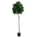 GloboStar® Artificial Garden LAUREL 20085 Τεχνητό Διακοσμητικό Φυτό Δάφνη Υ150cm GloboStar® Artificial Garden LAUREL 20085 Τεχνητό Διακοσμητικό Φυτό Δάφνη Υ150cm