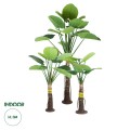 GloboStar® Artificial Garden TARO SET 20089 Τεχνητό Διακοσμητικό Σετ Φυτών Κολοκασία A:Υ300cm B:Υ210cm C:Υ160cm GloboStar® Artificial Garden TARO SET 20089 Τεχνητό Διακοσμητικό Σετ Φυτών Κολοκασία A:Υ300cm B:Υ210cm C:Υ160cm