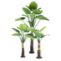 GloboStar® Artificial Garden TARO SET 20089 Τεχνητό Διακοσμητικό Σετ Φυτών Κολοκασία A:Υ300cm B:Υ210cm C:Υ160cm GloboStar® Artificial Garden TARO SET 20089 Τεχνητό Διακοσμητικό Σετ Φυτών Κολοκασία A:Υ300cm B:Υ210cm C:Υ160cm