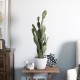 GloboStar® Artificial Garden OPUNTIA FICUS-INDICA CACTUS 20097 Τεχνητό Διακοσμητικό Φυτό Κάκτος Φραγκοσυκιά Υ72cm GloboStar® Artificial Garden OPUNTIA FICUS-INDICA CACTUS 20097 Τεχνητό Διακοσμητικό Φυτό Κάκτος Φραγκοσυκιά Υ72cm