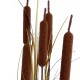 GloboStar® Artificial Garden TYPHA ANGUSTIFOLIA GRASS 20114 Τεχνητό Διακοσμητικό Φυτό Γρασίδι της Τύφας Υ150cm GloboStar® Artificial Garden TYPHA ANGUSTIFOLIA GRASS 20114 Τεχνητό Διακοσμητικό Φυτό Γρασίδι της Τύφας Υ150cm