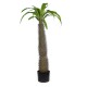 GloboStar® Artificial Garden PACHYPODIUM LAMEREI PALM TREE 20129 Τεχνητό Διακοσμητικό Φυτό Φοίνικας της Μαγαδασκάρης Υ105cm GloboStar® Artificial Garden PACHYPODIUM LAMEREI PALM TREE 20129 Τεχνητό Διακοσμητικό Φυτό Φοίνικας της Μαγαδασκάρης Υ105cm