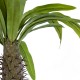 GloboStar® Artificial Garden PACHYPODIUM LAMEREI PALM TREE 20129 Τεχνητό Διακοσμητικό Φυτό Φοίνικας της Μαγαδασκάρης Υ105cm GloboStar® Artificial Garden PACHYPODIUM LAMEREI PALM TREE 20129 Τεχνητό Διακοσμητικό Φυτό Φοίνικας της Μαγαδασκάρης Υ105cm