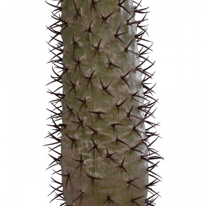 GloboStar® Artificial Garden PACHYPODIUM LAMEREI PALM TREE 20129 Τεχνητό Διακοσμητικό Φυτό Φοίνικας της Μαγαδασκάρης Υ105cm GloboStar® Artificial Garden PACHYPODIUM LAMEREI PALM TREE 20129 Τεχνητό Διακοσμητικό Φυτό Φοίνικας της Μαγαδασκάρης Υ105cm