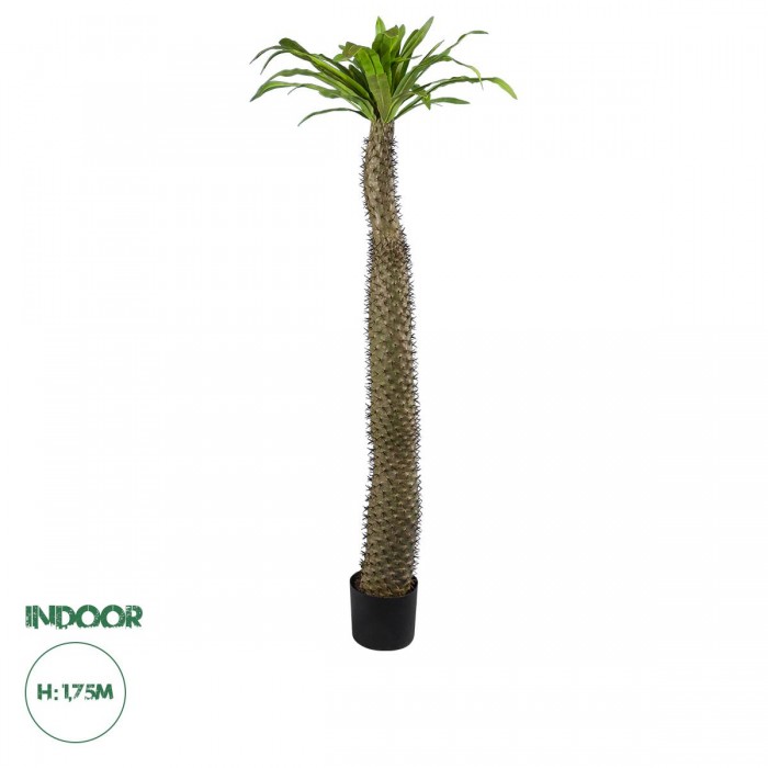 GloboStar® Artificial Garden PACHYPODIUM LAMEREI PALM TREE 20130 Τεχνητό Διακοσμητικό Φυτό Φοίνικας της Μαγαδασκάρης Υ175cm GloboStar® Artificial Garden PACHYPODIUM LAMEREI PALM TREE 20130 Τεχνητό Διακοσμητικό Φυτό Φοίνικας της Μαγαδασκάρης Υ175cm