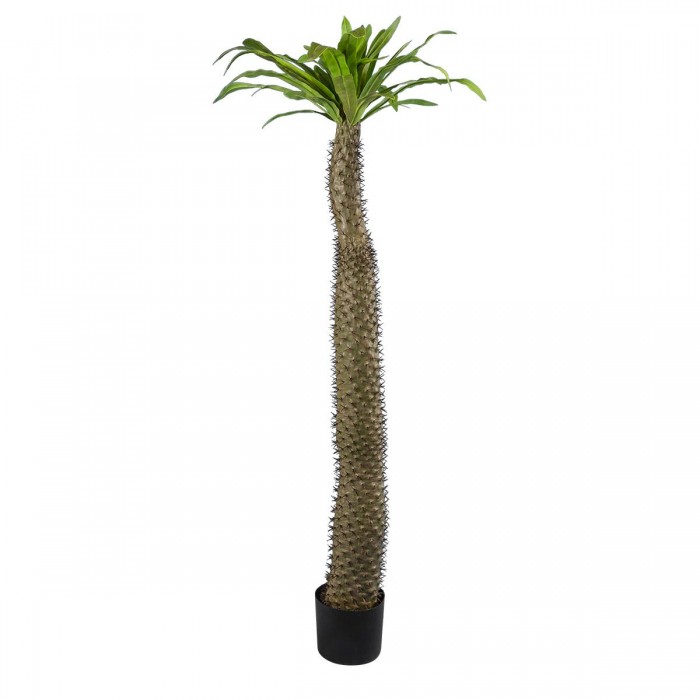 GloboStar® Artificial Garden PACHYPODIUM LAMEREI PALM TREE 20130 Τεχνητό Διακοσμητικό Φυτό Φοίνικας της Μαγαδασκάρης Υ175cm GloboStar® Artificial Garden PACHYPODIUM LAMEREI PALM TREE 20130 Τεχνητό Διακοσμητικό Φυτό Φοίνικας της Μαγαδασκάρης Υ175cm