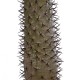 GloboStar® Artificial Garden PACHYPODIUM LAMEREI PALM TREE 20130 Τεχνητό Διακοσμητικό Φυτό Φοίνικας της Μαγαδασκάρης Υ175cm GloboStar® Artificial Garden PACHYPODIUM LAMEREI PALM TREE 20130 Τεχνητό Διακοσμητικό Φυτό Φοίνικας της Μαγαδασκάρης Υ175cm