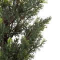 GloboStar® Artificial Garden LEMON CYPRESS 20151 Τεχνητό Διακοσμητικό Φυτό Λεμονόκυπάρισσο Υ120cm