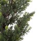 GloboStar® Artificial Garden LEMON CYPRESS 20151 Τεχνητό Διακοσμητικό Φυτό Λεμονόκυπάρισσο Υ120cm GloboStar® Artificial Garden LEMON CYPRESS 20151 Τεχνητό Διακοσμητικό Φυτό Λεμονόκυπάρισσο Υ120cm