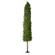 GloboStar® Artificial Garden BUXUS 20158 Τεχνητό Διακοσμητικό Φυτό Πυξός Υ250cm