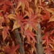 GloboStar® Artificial Garden MAPLE TREE 20162 Τεχνητό Διακοσμητικό Δέντρο Σφένδαμος Υ340cm GloboStar® Artificial Garden MAPLE TREE 20162 Τεχνητό Διακοσμητικό Δέντρο Σφένδαμος Υ340cm