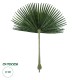 GloboStar® Artificial Garden WASHINGTONIA FILIFERA PALM LEAF 20171 Τεχνητό Διακοσμητικό Φύλο Φοινικόδεντρου Βεντάλια Π170 x Υ200cm GloboStar® Artificial Garden WASHINGTONIA FILIFERA PALM LEAF 20171 Τεχνητό Διακοσμητικό Φύλο Φοινικόδεντρου Βεντάλια Π170 x Υ200cm