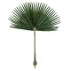 GloboStar® Artificial Garden WASHINGTONIA FILIFERA PALM LEAF 20171 Τεχνητό Διακοσμητικό Φύλο Φοινικόδεντρου Βεντάλια Π170 x Υ200cm GloboStar® Artificial Garden WASHINGTONIA FILIFERA PALM LEAF 20171 Τεχνητό Διακοσμητικό Φύλο Φοινικόδεντρου Βεντάλια Π170 x Υ200cm