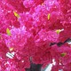 GloboStar® Artificial Garden CHERRY BLOSSOM TREE 20185 Τεχνητό Διακοσμητικό Δέντρο Βουκαμβίλια Άνθος Κερασιάς Υ320cm