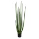 GloboStar® Artificial Garden SANSEVIERIA CYLINDRICA 20211 Τεχνητό Διακοσμητικό Φυτό Σανσεβιέρια Υ160cm GloboStar® Artificial Garden SANSEVIERIA CYLINDRICA 20211 Τεχνητό Διακοσμητικό Φυτό Σανσεβιέρια Υ160cm