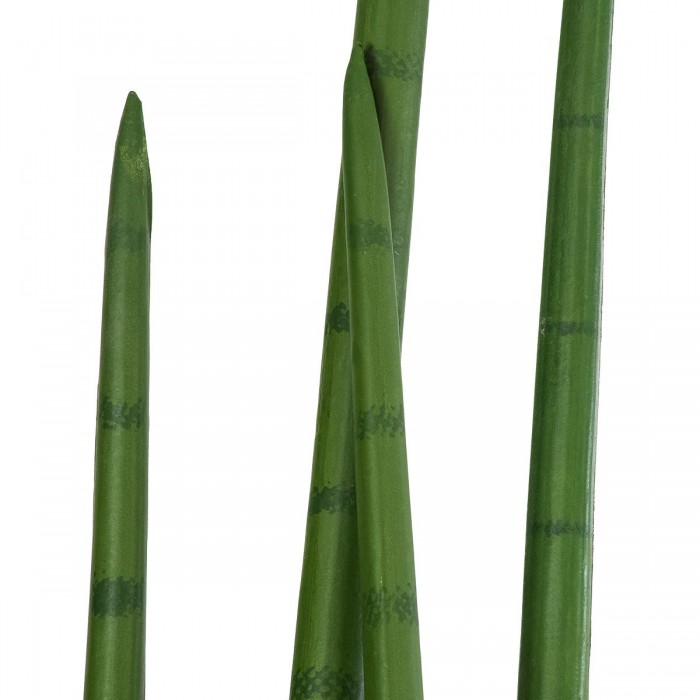 GloboStar® Artificial Garden SANSEVIERIA CYLINDRICA 20211 Τεχνητό Διακοσμητικό Φυτό Σανσεβιέρια Υ160cm GloboStar® Artificial Garden SANSEVIERIA CYLINDRICA 20211 Τεχνητό Διακοσμητικό Φυτό Σανσεβιέρια Υ160cm