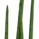 GloboStar® Artificial Garden SANSEVIERIA CYLINDRICA 20211 Τεχνητό Διακοσμητικό Φυτό Σανσεβιέρια Υ160cm GloboStar® Artificial Garden SANSEVIERIA CYLINDRICA 20211 Τεχνητό Διακοσμητικό Φυτό Σανσεβιέρια Υ160cm