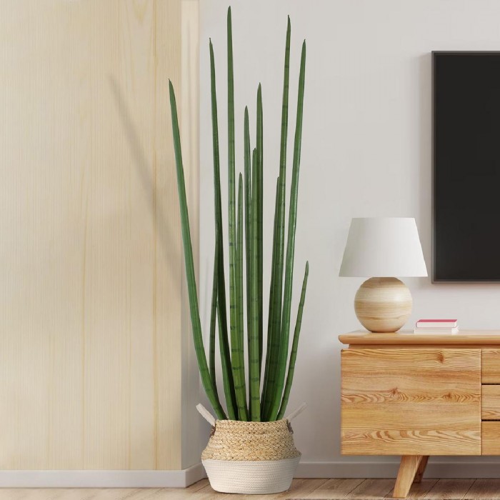 GloboStar® Artificial Garden SANSEVIERIA CYLINDRICA 20211 Τεχνητό Διακοσμητικό Φυτό Σανσεβιέρια Υ160cm GloboStar® Artificial Garden SANSEVIERIA CYLINDRICA 20211 Τεχνητό Διακοσμητικό Φυτό Σανσεβιέρια Υ160cm