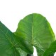 GloboStar® Artificial Garden TARO 20216 Τεχνητό Διακοσμητικό Φυτό Κολοκασία Υ140cm GloboStar® Artificial Garden TARO 20216 Τεχνητό Διακοσμητικό Φυτό Κολοκασία Υ140cm