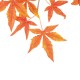 GloboStar® Artificial Garden MAPLE BRANCH 20230 10 x Τεχνητά Διακοσμητικά Κλαδία Σφένδαμου Π55 x Υ60cm GloboStar® Artificial Garden MAPLE BRANCH 20230 10 x Τεχνητά Διακοσμητικά Κλαδία Σφένδαμου Π55 x Υ60cm