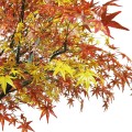 GloboStar® Artificial Garden AUTUMN MAPLE TREE 20360 Τεχνητό Διακοσμητικό Δέντρο Φθινοπωρινός Σφένδαμος Υ350cm GloboStar® Artificial Garden AUTUMN MAPLE TREE 20360 Τεχνητό Διακοσμητικό Δέντρο Φθινοπωρινός Σφένδαμος Υ350cm