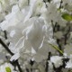 GloboStar® Artificial Garden BIANCA CHERRY BLOSSOM TREE 20362 Τεχνητό Διακοσμητικό Δέντρο Λευκό Άνθος Κερασιάς Υ350cm