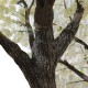 GloboStar® Artificial Garden BIANCA CHERRY BLOSSOM TREE 20362 Τεχνητό Διακοσμητικό Δέντρο Λευκό Άνθος Κερασιάς Υ350cm