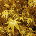 GloboStar® Artificial Garden WINTER MAPLE TREE 20364 Τεχνητό Διακοσμητικό Δέντρο Χειμωνιάτικος Σφένδαμος Υ350cm GloboStar® Artificial Garden WINTER MAPLE TREE 20364 Τεχνητό Διακοσμητικό Δέντρο Χειμωνιάτικος Σφένδαμος Υ350cm