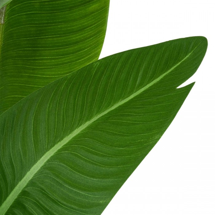 GloboStar® Artificial Garden GREEN STRELITZIA 20369 Τεχνητό Διακοσμητικό Φυτό Πράσινη Στερλίτσια Υ120cm GloboStar® Artificial Garden GREEN STRELITZIA 20369 Τεχνητό Διακοσμητικό Φυτό Πράσινη Στερλίτσια Υ120cm
