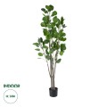 GloboStar® Artificial Garden POLYSCIAS BALFOURIANA TREE 20375 Τεχνητό Διακοσμητικό Φυτό Πολυσκιά Υ180cm GloboStar® Artificial Garden POLYSCIAS BALFOURIANA TREE 20375 Τεχνητό Διακοσμητικό Φυτό Πολυσκιά Υ180cm
