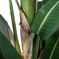 GloboStar® Artificial Garden BANANA TREE 20382 Τεχνητό Διακοσμητικό Φυτό  Μπανανιά Υ300cm