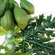 GloboStar® Artificial Garden PAPAYA TREE 20383 Τεχνητό Διακοσμητικό Φυτό Παπάγια Υ270cm GloboStar® Artificial Garden PAPAYA TREE 20383 Τεχνητό Διακοσμητικό Φυτό Παπάγια Υ270cm