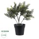 GloboStar® Artificial Garden LEMON CYPRESS 20389 Τεχνητό Διακοσμητικό Φυτό Λεμονόκυπάρισσο Υ30cm GloboStar® Artificial Garden LEMON CYPRESS 20389 Τεχνητό Διακοσμητικό Φυτό Λεμονόκυπάρισσο Υ30cm
