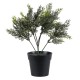 GloboStar® Artificial Garden LEMON CYPRESS 20389 Τεχνητό Διακοσμητικό Φυτό Λεμονόκυπάρισσο Υ30cm GloboStar® Artificial Garden LEMON CYPRESS 20389 Τεχνητό Διακοσμητικό Φυτό Λεμονόκυπάρισσο Υ30cm