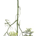 GloboStar® Artificial Garden FERN HANGING BRANCH 20410 Τεχνητό Διακοσμητικό Κρεμαστό Φυτό Φτέρη Υ89cm GloboStar® Artificial Garden FERN HANGING BRANCH 20410 Τεχνητό Διακοσμητικό Κρεμαστό Φυτό Φτέρη Υ89cm