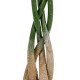 GloboStar® Artificial Garden PACHIRA GLABRA 20426 Τεχνητό Διακοσμητικό Φυτό Παχίρα της Τύχης Υ120cm GloboStar® Artificial Garden PACHIRA GLABRA 20426 Τεχνητό Διακοσμητικό Φυτό Παχίρα της Τύχης Υ120cm