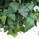 GloboStar® Artificial Garden FICUS BENJAMINA TREE 20432 Τεχνητό Διακοσμητικό Φυτό Φίκος Μπενζαμίνη Υ300cm GloboStar® Artificial Garden FICUS BENJAMINA TREE 20432 Τεχνητό Διακοσμητικό Φυτό Φίκος Μπενζαμίνη Υ300cm