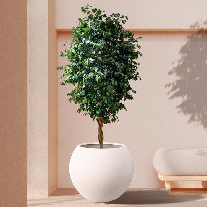 GloboStar® Artificial Garden FICUS BENJAMINA TREE 20432 Τεχνητό Διακοσμητικό Φυτό Φίκος Μπενζαμίνη Υ300cm GloboStar® Artificial Garden FICUS BENJAMINA TREE 20432 Τεχνητό Διακοσμητικό Φυτό Φίκος Μπενζαμίνη Υ300cm