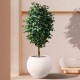 GloboStar® Artificial Garden FICUS BENJAMINA TREE 20432 Τεχνητό Διακοσμητικό Φυτό Φίκος Μπενζαμίνη Υ300cm GloboStar® Artificial Garden FICUS BENJAMINA TREE 20432 Τεχνητό Διακοσμητικό Φυτό Φίκος Μπενζαμίνη Υ300cm