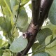 GloboStar® Artificial Garden EYCALYPTUS CINEREA ARCH 20434 Τεχνητή Διακοσμητική Αψίδα Ευκάλυπτου Μ250cm x Υ250cm GloboStar® Artificial Garden EYCALYPTUS CINEREA ARCH 20434 Τεχνητή Διακοσμητική Αψίδα Ευκάλυπτου Μ250cm x Υ250cm