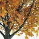 GloboStar® Artificial Garden ACER RUBRUM SYCAMORE TREE 20437 Τεχνητό Διακοσμητικό Δέντρο Κόκκινος Σφένδαμος Υ400cm GloboStar® Artificial Garden ACER RUBRUM SYCAMORE TREE 20437 Τεχνητό Διακοσμητικό Δέντρο Κόκκινος Σφένδαμος Υ400cm